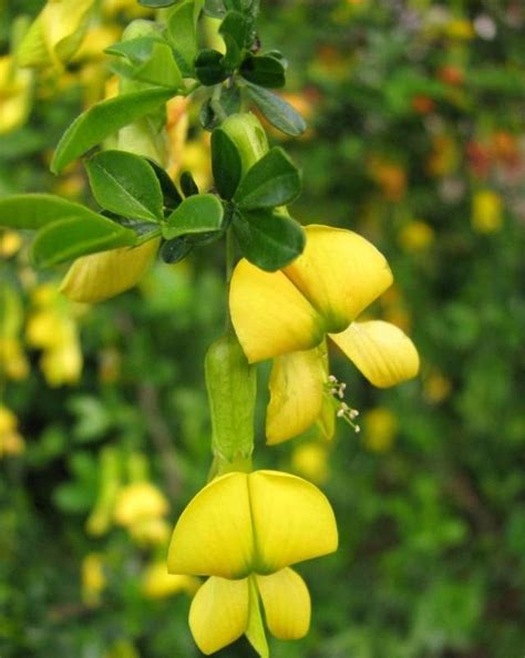 金雀花黃|金雀花:金雀花為豆科錦雞兒屬落葉灌木，高數尺，叢生，枝條細。